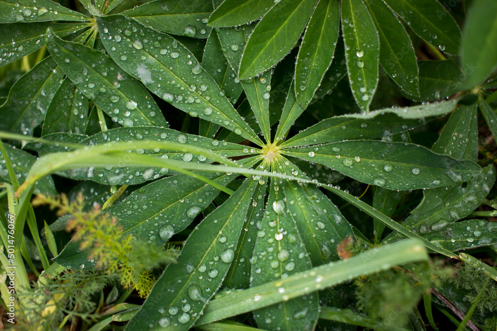 water drops on green natural leave. High quality photo water drops on green natural leave. High quality photo
