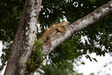 Iguana en libertad en su entorno natural
