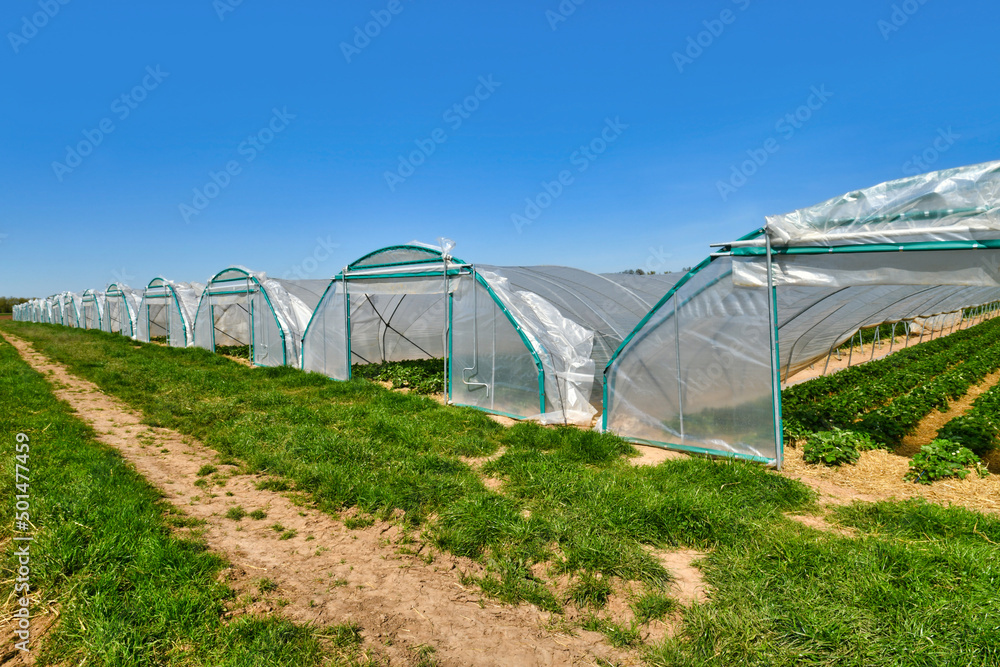 Tunnel dome greenhouses with strawberry plants Tunnel dome greenhouses with strawberry plants