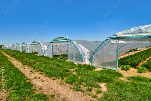 Tunnel dome greenhouses with strawberry plants