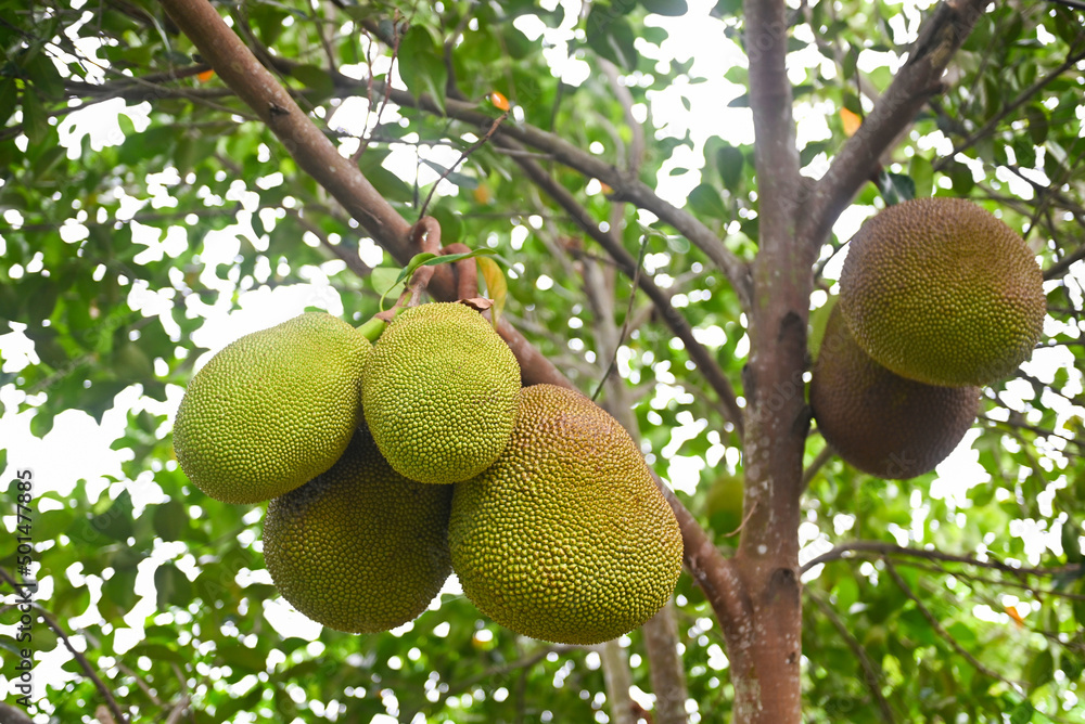 jackfruit on the jackfruit tree tropical fruit summer on nature leaf background jackfruit on the jackfruit tree tropical fruit summer on nature leaf background