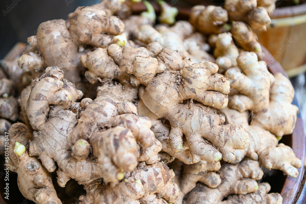 Fresh organic ginger on fresh market in thailand, fresh ginger plant farm harvest ginger root on field agricultural for sold in the market Fresh organic ginger on fresh market in thailand, fresh ginger plant farm harvest ginger root on field agricultural for sold in the market