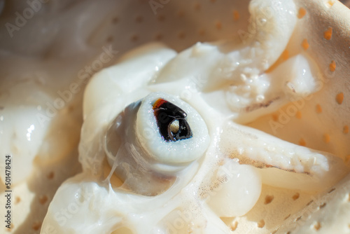 Close-up detail of the beak of a squid. Cut cuttlefish for consumption. Cephalopod mouth with two black pieces in the shape of a bird's beak.
