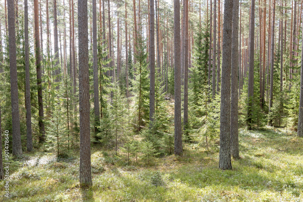 Obraz premium Calmness and relaxation forest area in spring