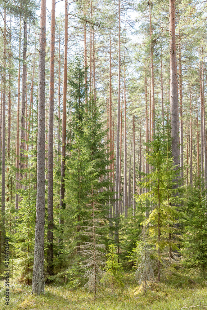 Calmness and relaxation forest area in spring Calmness and relaxation forest area in spring