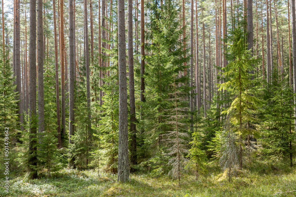 Obraz premium Calmness and relaxation forest area in spring