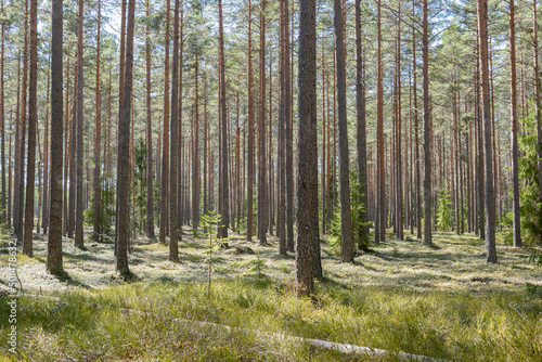 Fototapeta Naklejka Na Ścianę i Meble -  Calmness and relaxation forest area in spring