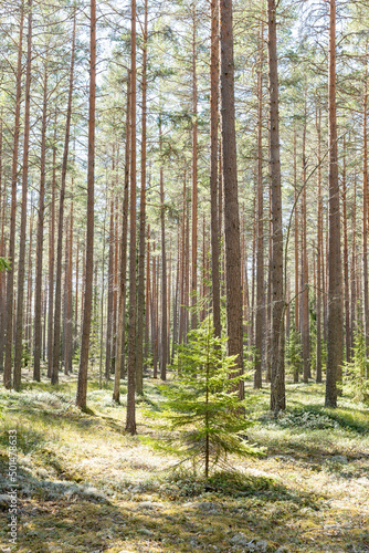 Fototapeta Naklejka Na Ścianę i Meble -  Calmness and relaxation forest area in spring