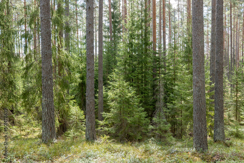 Calmness and relaxation forest area in spring