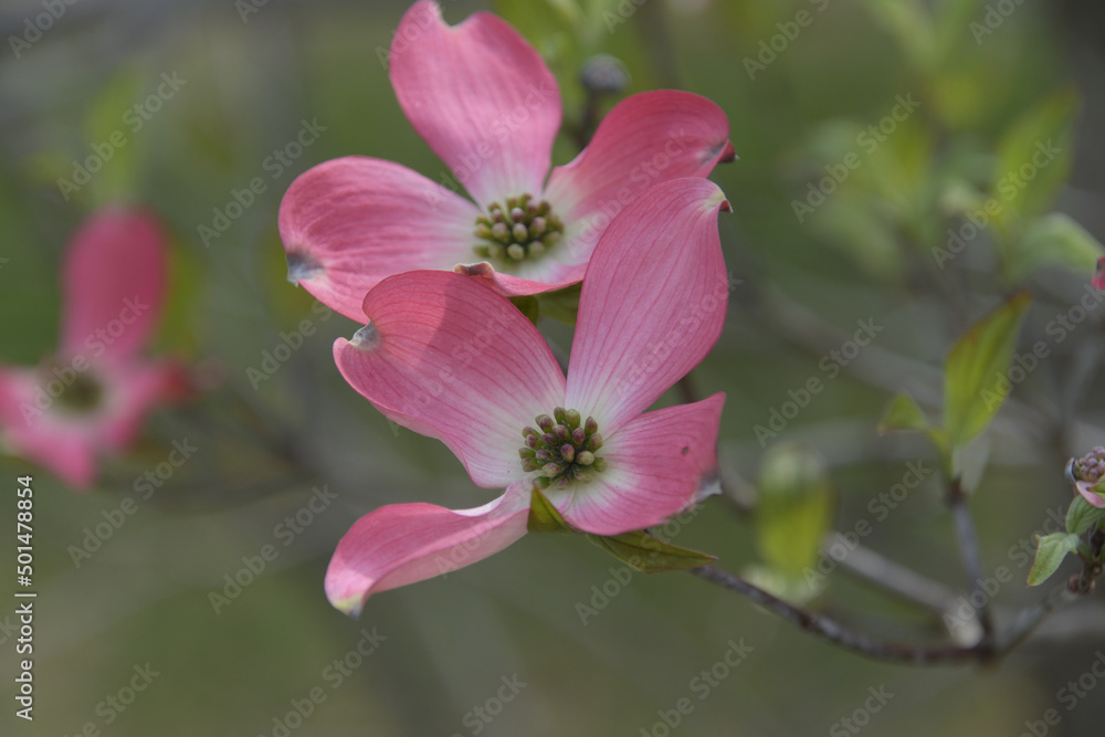 花弁のように見える総苞片が開いて、真ん中に並ぶ開花前の小さな花(花序)が見えるハナミズキ 花弁のように見える総苞片が開いて、真ん中に並ぶ開花前の小さな花(花序)が見えるハナミズキ