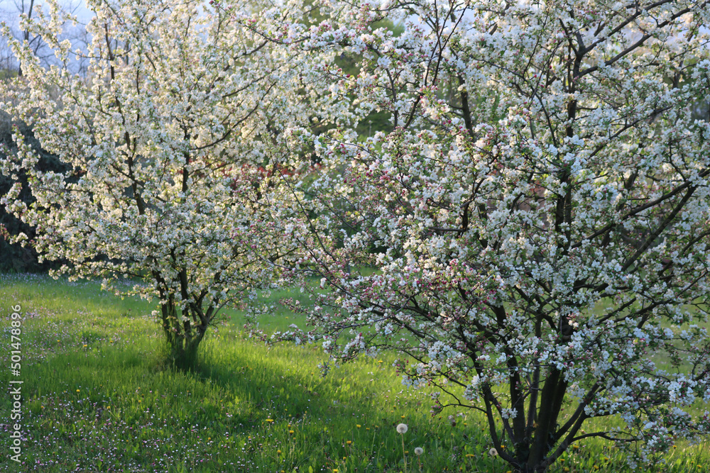 Dawn in the apple orchard in bloom. Beautiful white Apple flower against sunlight. Malus domestica Dawn in the apple orchard in bloom. Beautiful white Apple flower against sunlight. Malus domestica