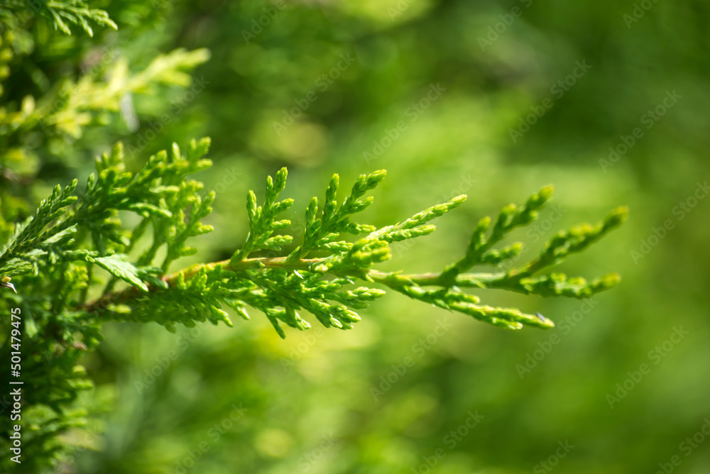 closeup of cypress tree branch in the hedge in the garden