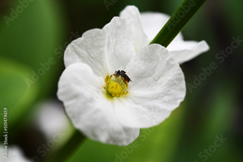 an insect climbing on white flower pollen