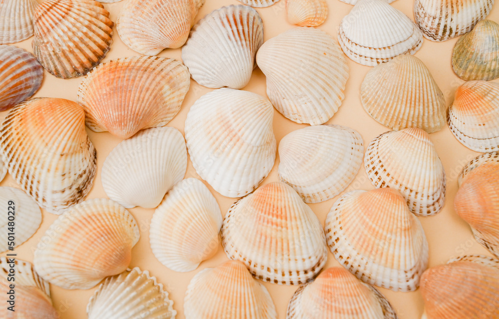 large sea shells on a light background large sea shells on a light background