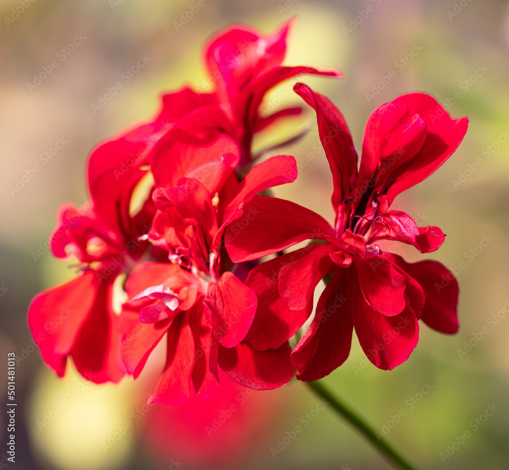 Obraz premium red geranium flowers on a branch