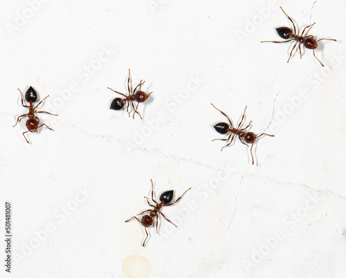 small ants on a dirty white wall