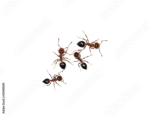 small ants on a white background
