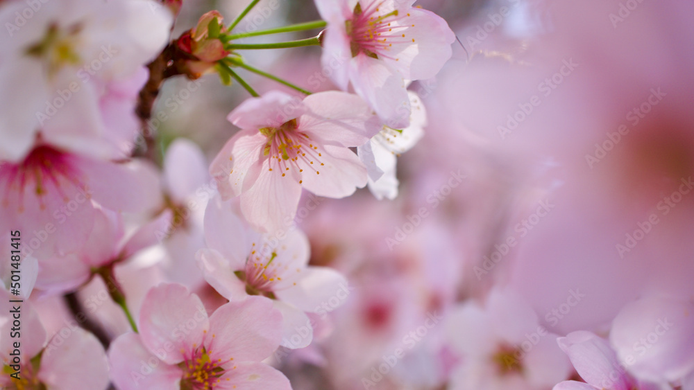 Fototapeta premium Plum tree blossom in spring. Close-up plum blossom. Focus on flower.