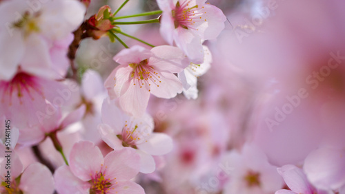 Plum tree blossom in spring. Close-up plum blossom. Focus on flower.