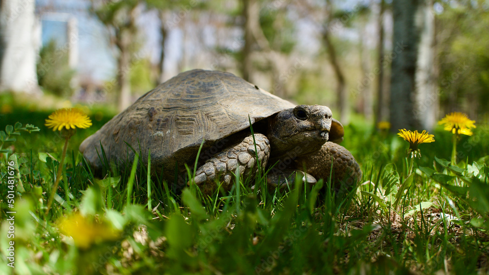 Obraz premium Tortoise in the grass and flowers. Close-up turtle. Adult turtle.