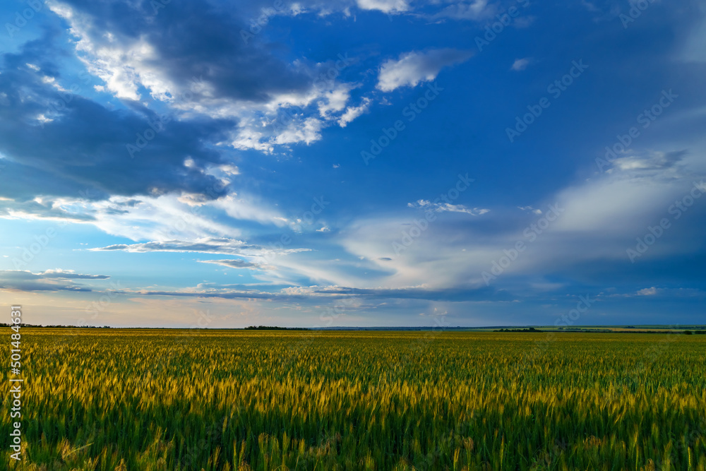 beautiful sunset landscape, an agricultural field with young green wheat sprouts beautiful sunset landscape, an agricultural field with young green wheat sprouts