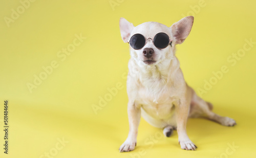 brown chihuahua dog wearing sunglasses sitting  on yellow background. summer traveling concept.