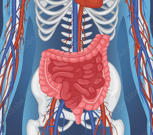 Human internal organ with intestine