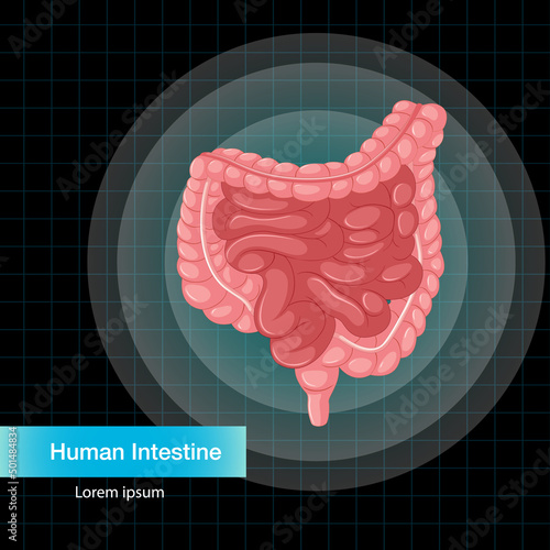 Human internal organ with intestine