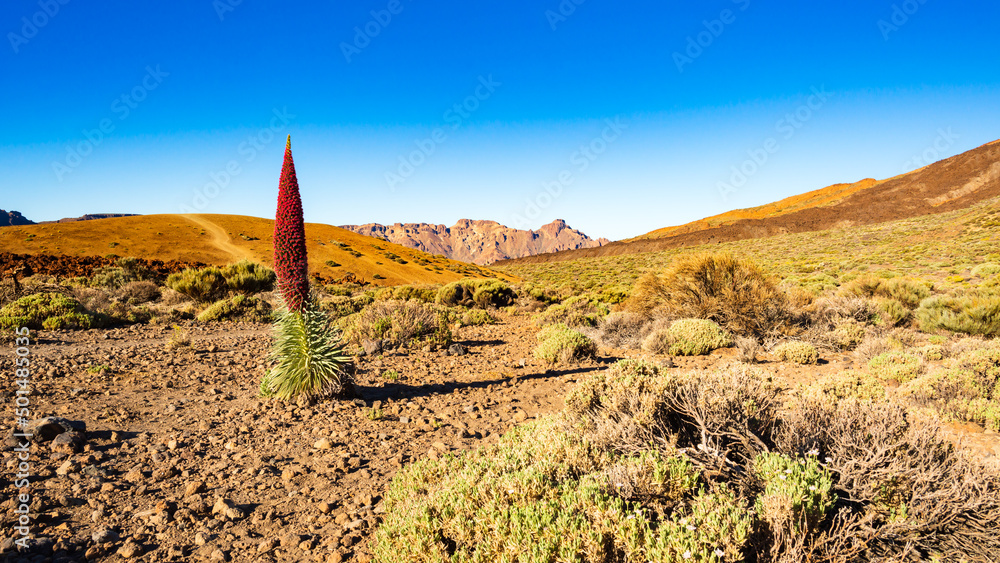 Einsame Teidekerze mitten in Teide Lavawüste auf der kanarischen Insel Teneriffa