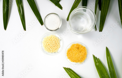 Cetyl esters wax in glass container, Candelilla wax and organic  Carnauba wax in chemical watch glass placed next to beaker surround with broadleaf lady palm leaves on white laboratory table. photo