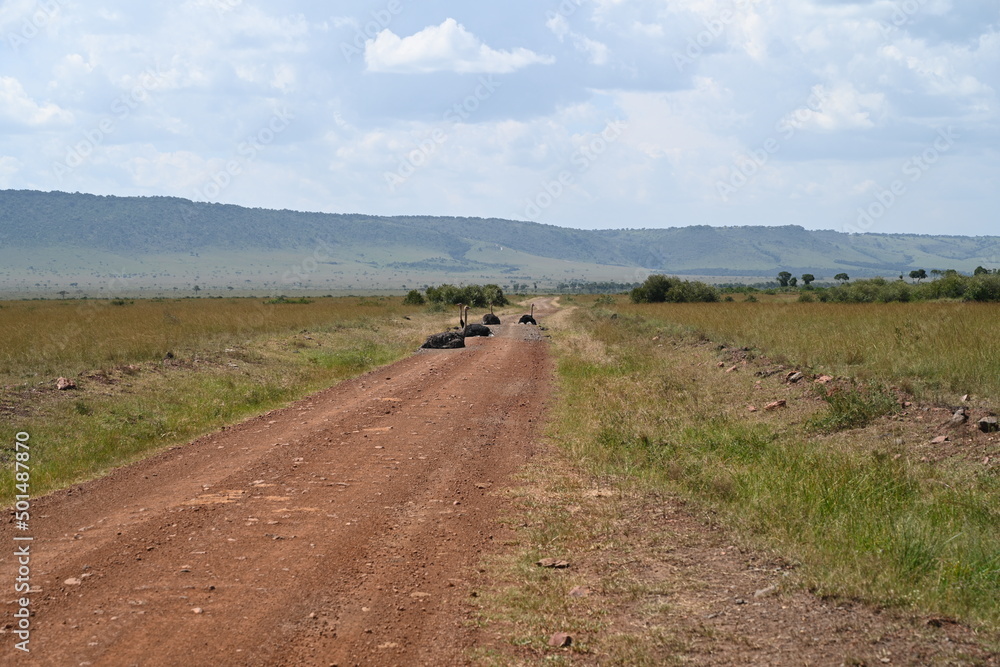 Obraz premium ostriches sitting on the road 