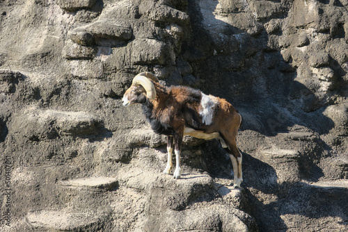 動物園のムフロン、ヒツジ、ヤギ photo