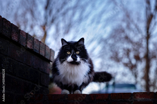 Εκτύπωση καμβά Closeup of a Norwegian Forest cat looking at the camera on a blurred background