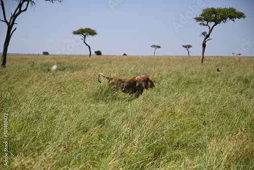Photography male lion marking his territory with he's pee