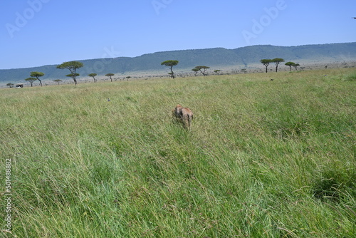 back view of a male lion walking on the grass