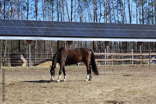 фотографія Dutch Warmblood horse grazing in the farm