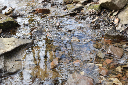 Stream at Tockholes woodland and Ruddlesworth photo