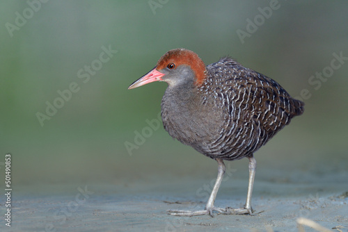 grey bird with red head and pink bills havin glong legs and fingers standing still on clean ground expose to soft green blackground in evening soft lighting, slaty-breasted rail (gallirallus striatus)