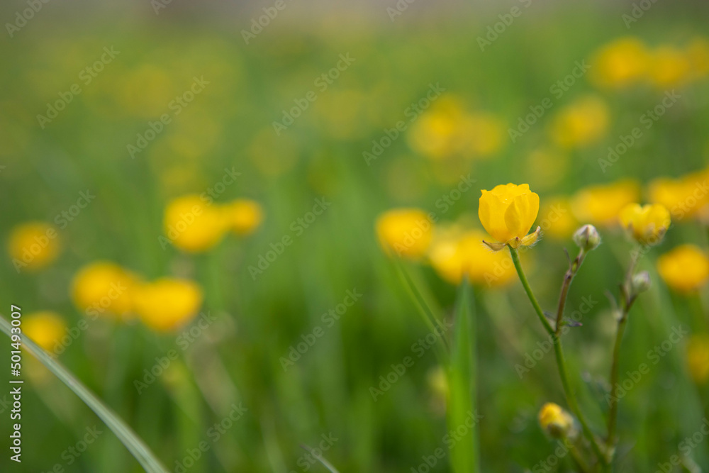 Fototapeta premium yellow flowers in the field