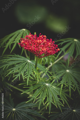 Selective focus shot of a red coral plant photo