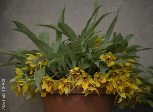 Selective focus shot of Promenaea flowers on a clay pot photo