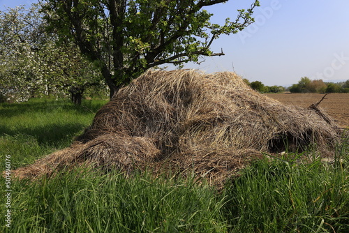 Heuhaufen auf einer Wiese mit Obstbäume