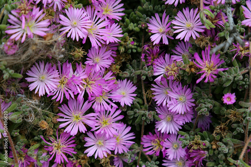 Closeup shot of Rosea Ice Plant (Drosanthemum Floribundum) photo