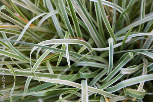 Fototapeta Closeup shot of creeping velvet grass (Holcus mollis)