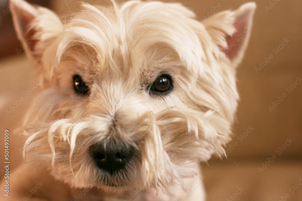 Cute West Highland White Terrier lies in sofa