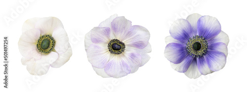 White and blue anemone flowers head isolated white background. photo