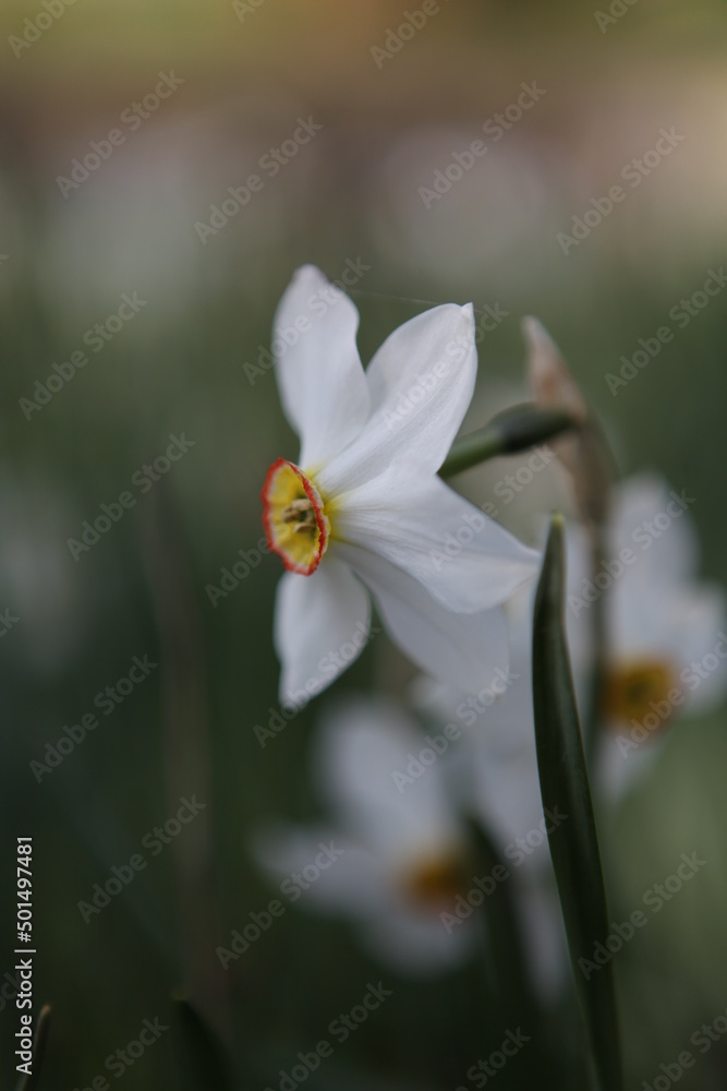 Fototapeta premium bee on a flower