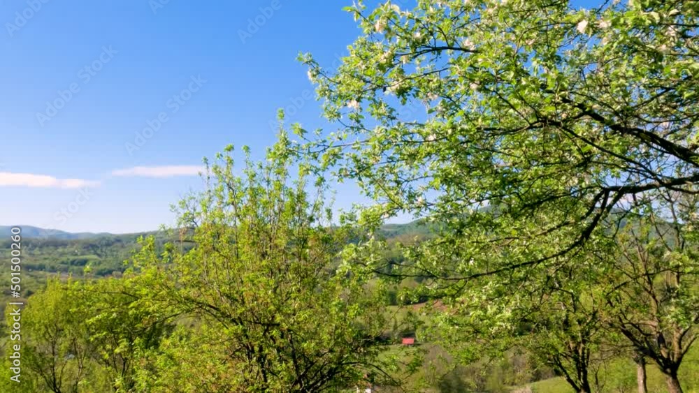 Beautiful view on plum tree orchard. Sunny spring day in nature. Clear blue sky in background. Countryside nature landscape. Green branches. Slow motion. 4K footage video. Beautiful view on plum tree orchard. Sunny spring day in nature. Clear blue sky in background. Countryside nature landscape. Green branches. Slow motion. 4K footage video.
