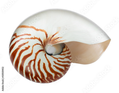 Tableau sur toile One beautiful nautilus shell isolated on white