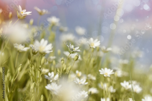 Shallow focus shot of stellate plants in daylight in a garden with blurred background